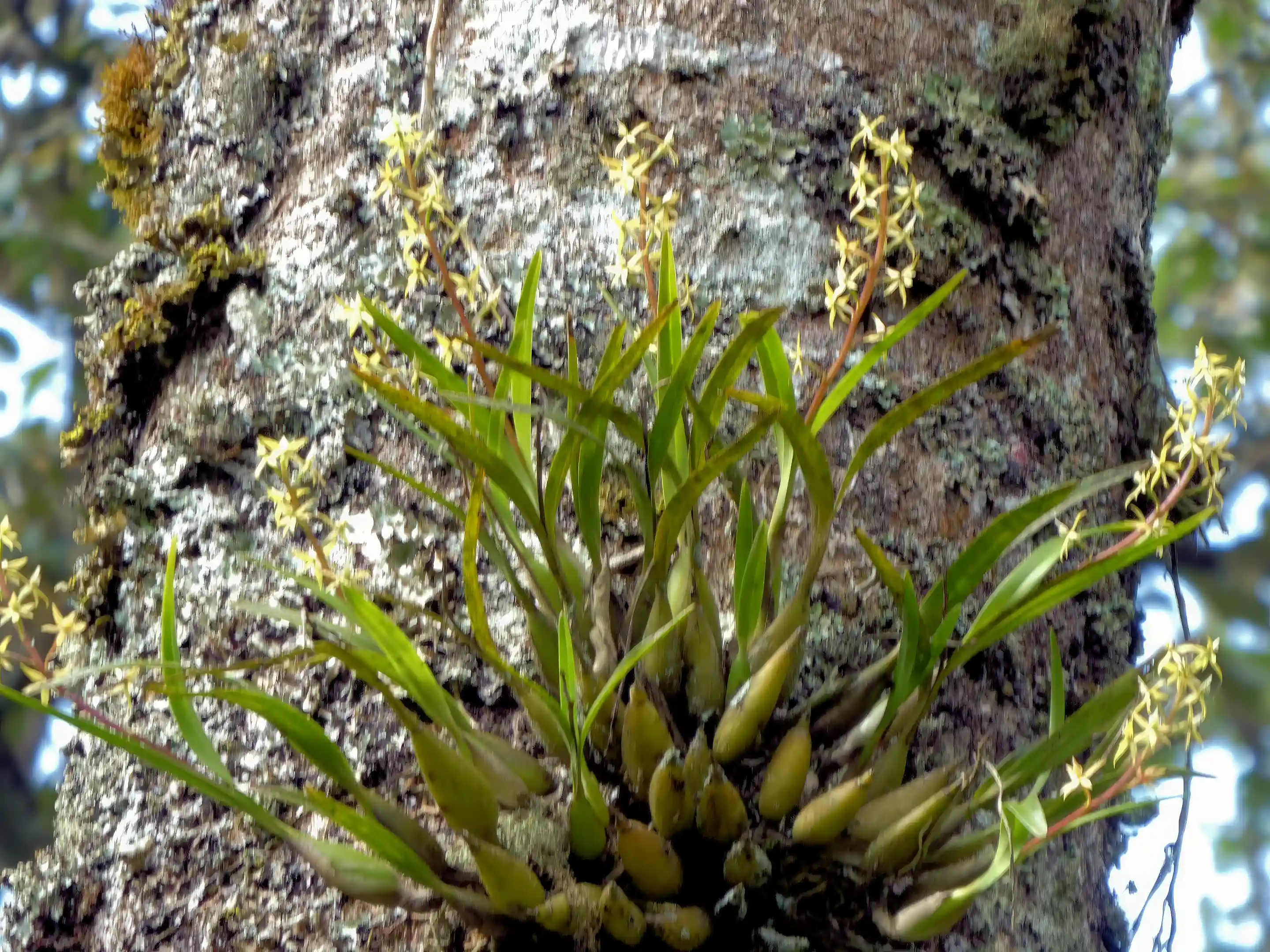 Wild orchids growing on a forest tree