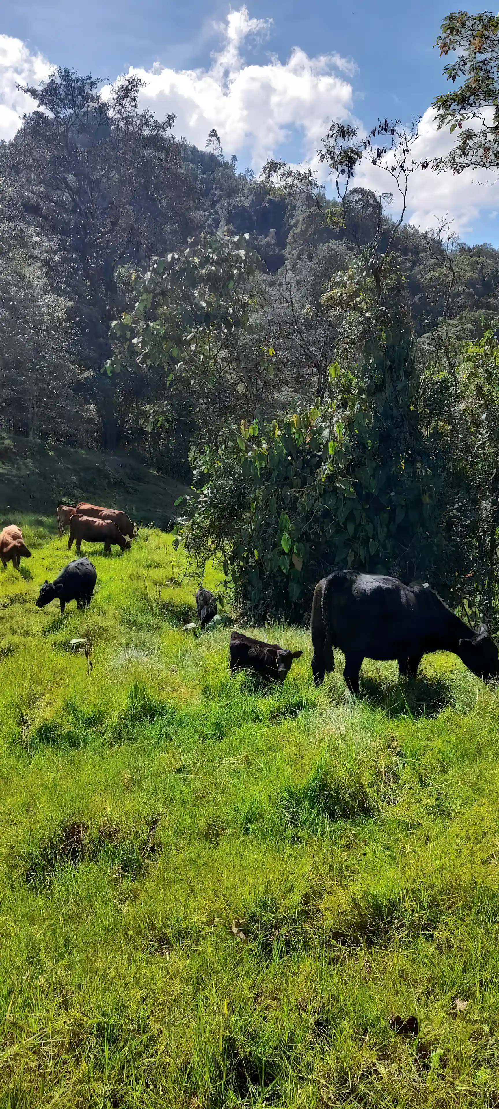 Black and red Angus cattle in a pasture beside the...