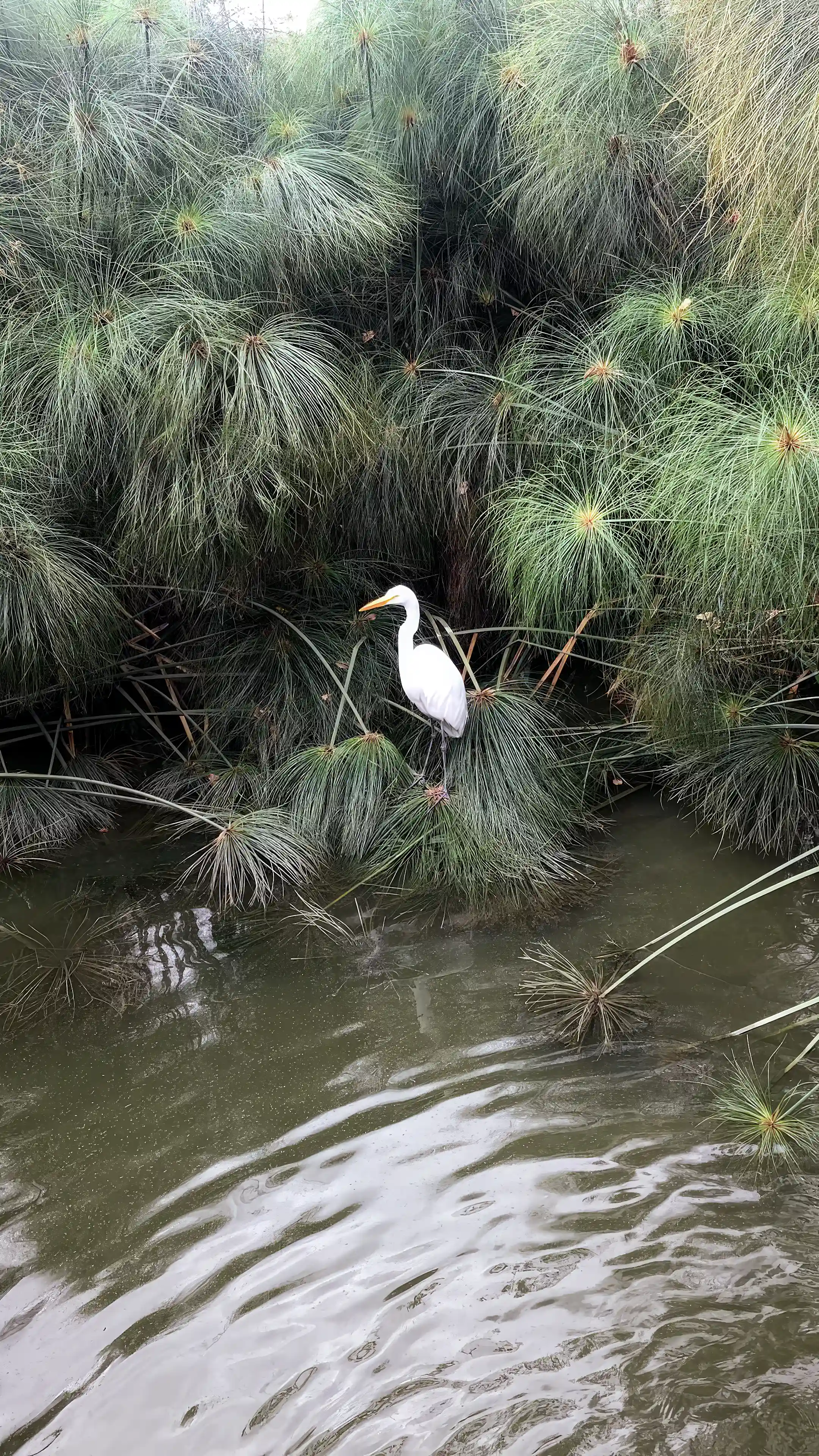 Egret among papyrus at the water's edge
