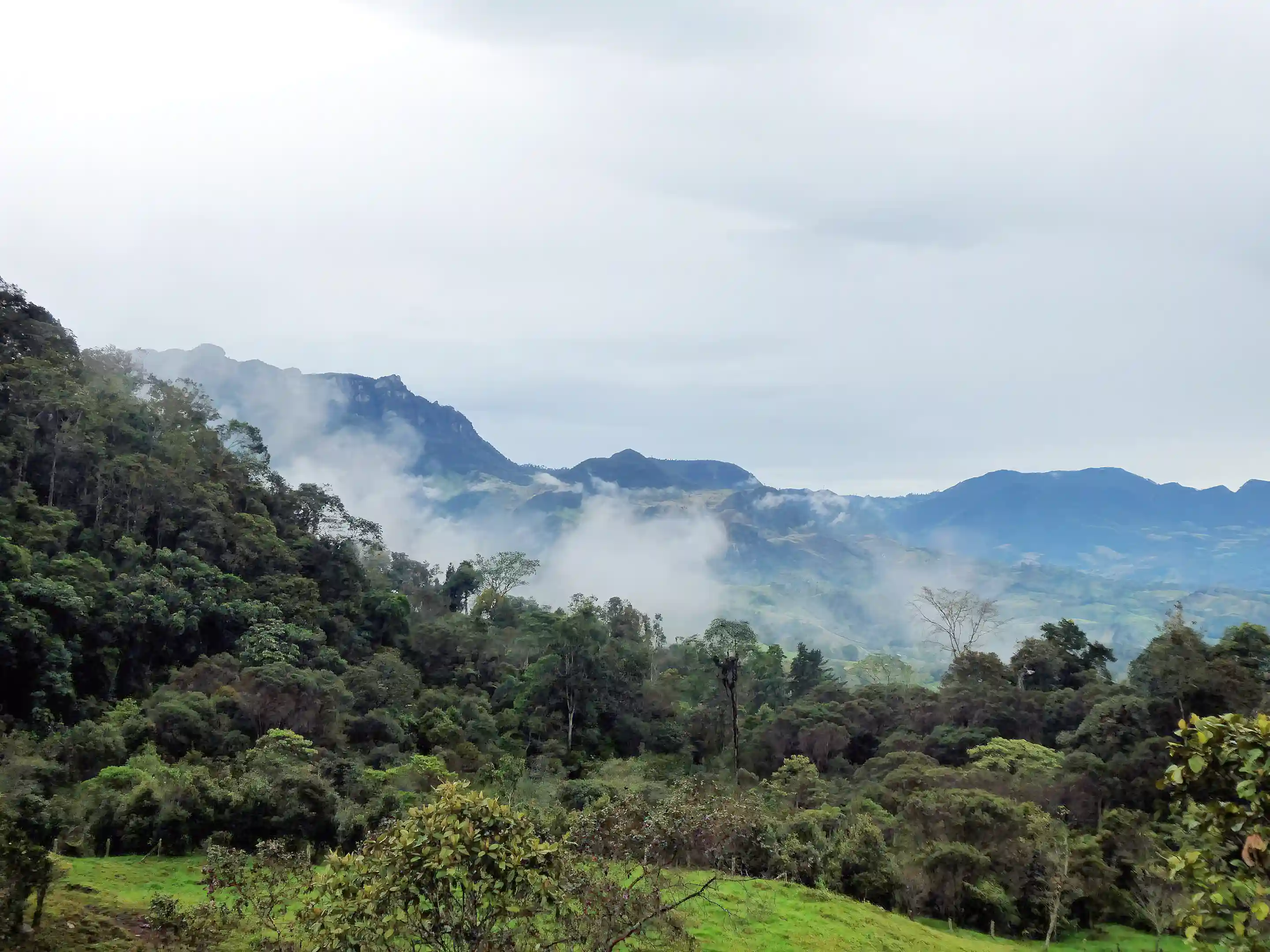 Cloud forest in the morning mist
