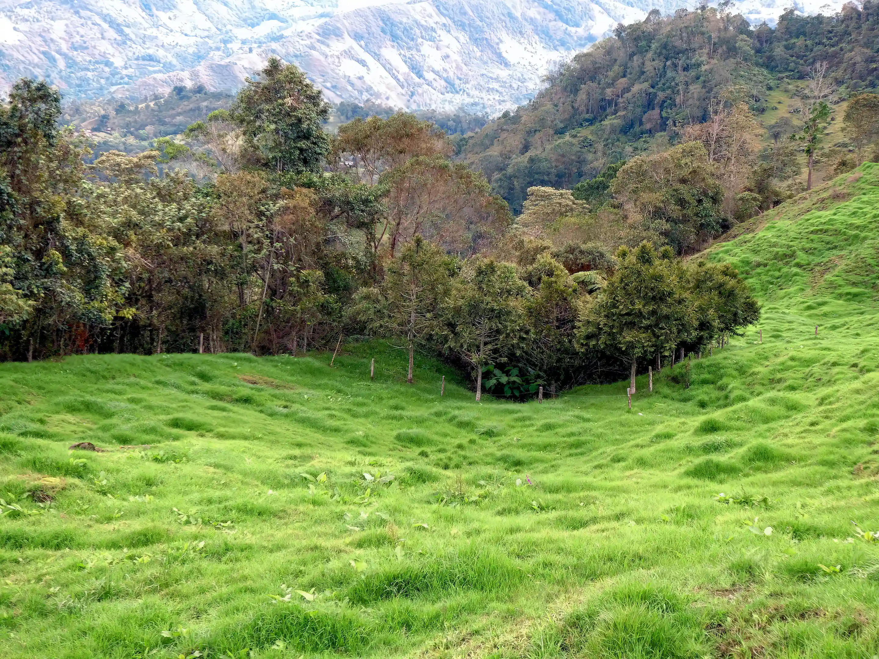 Paddocks bordered by native forest