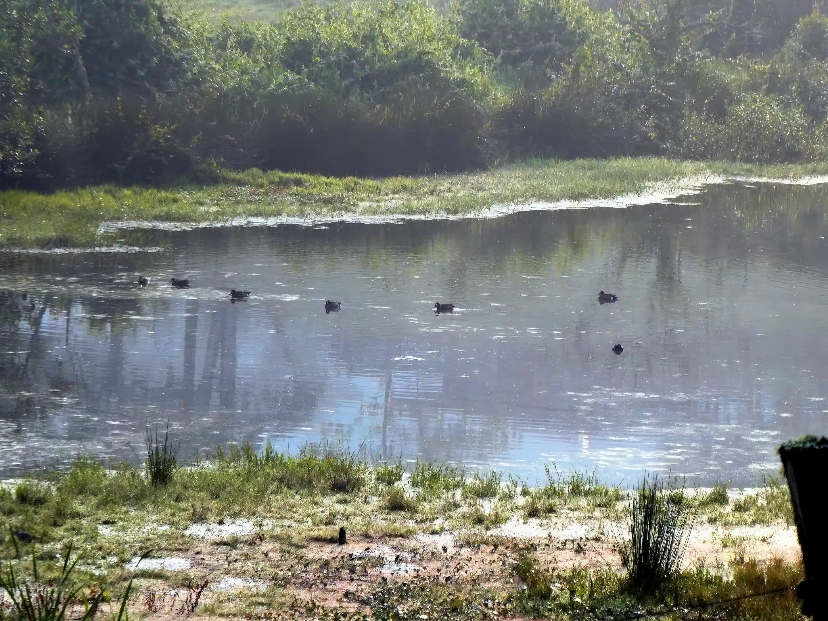 Reservoir with wild ducks