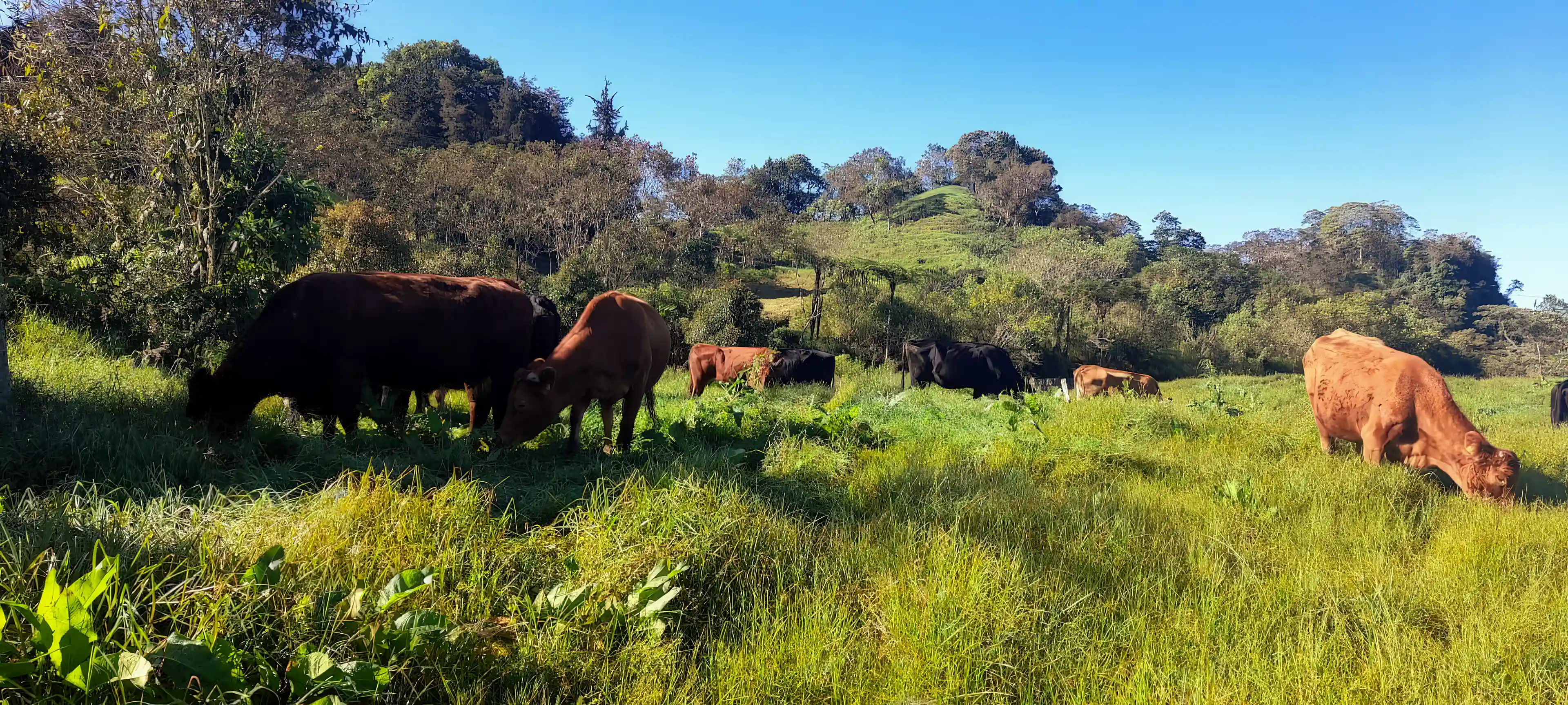 Today's herd: Angus and red Angus grazing on fresh pasture