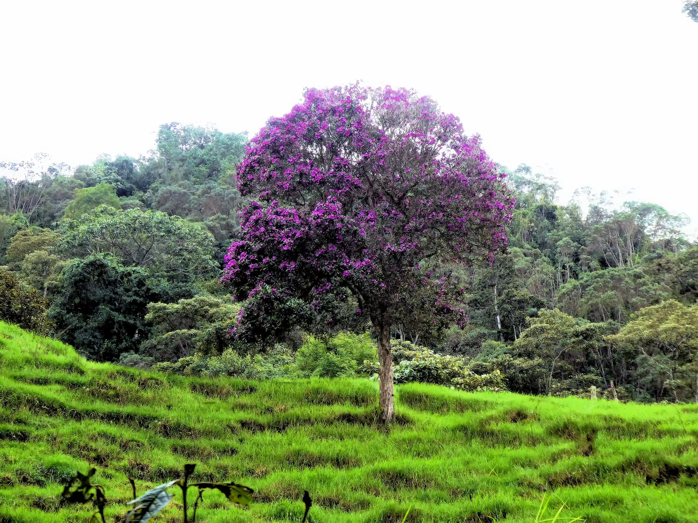 Flowering sietecueros tree at the forest edge