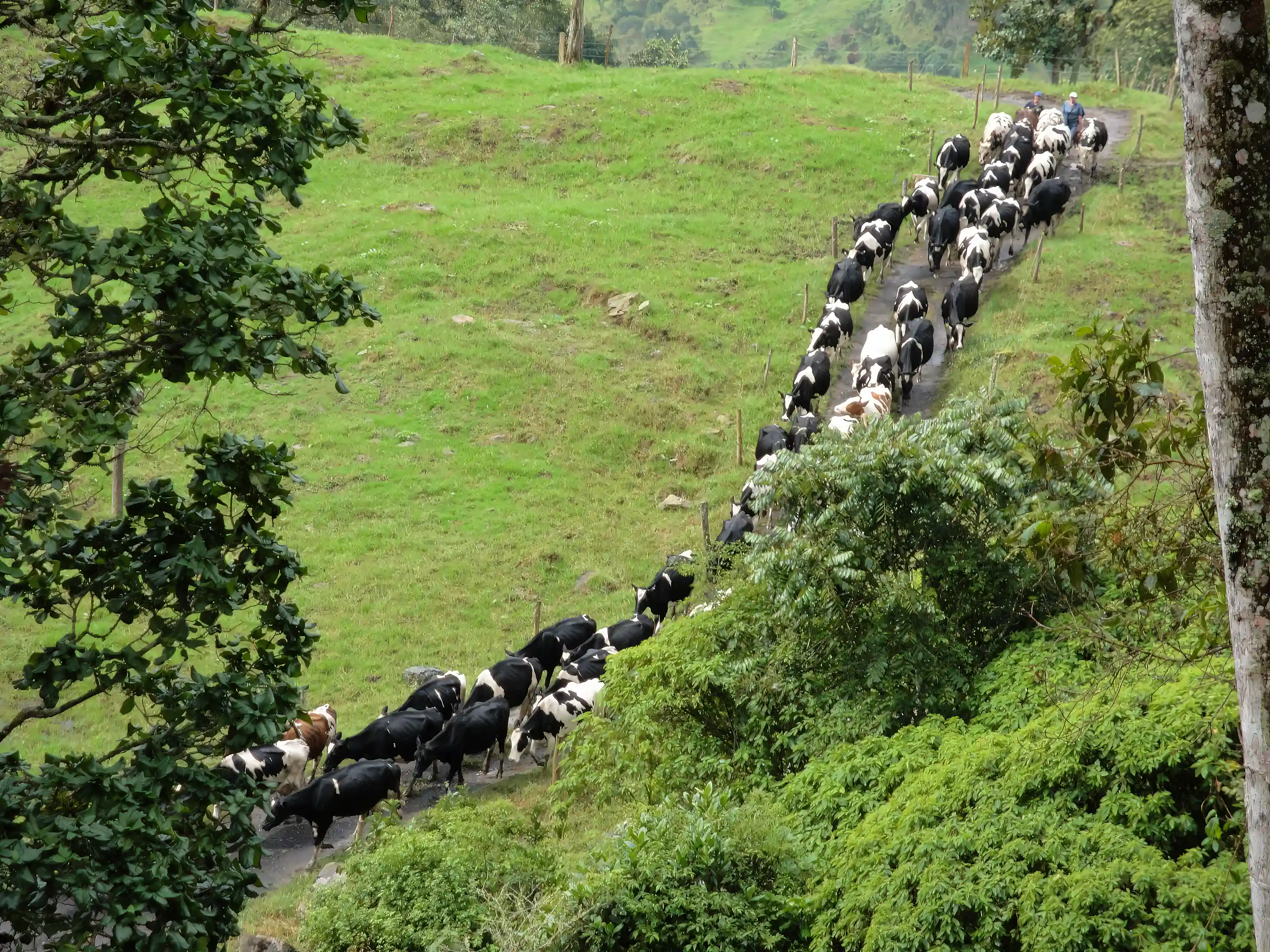 Cattle moving along an internal track