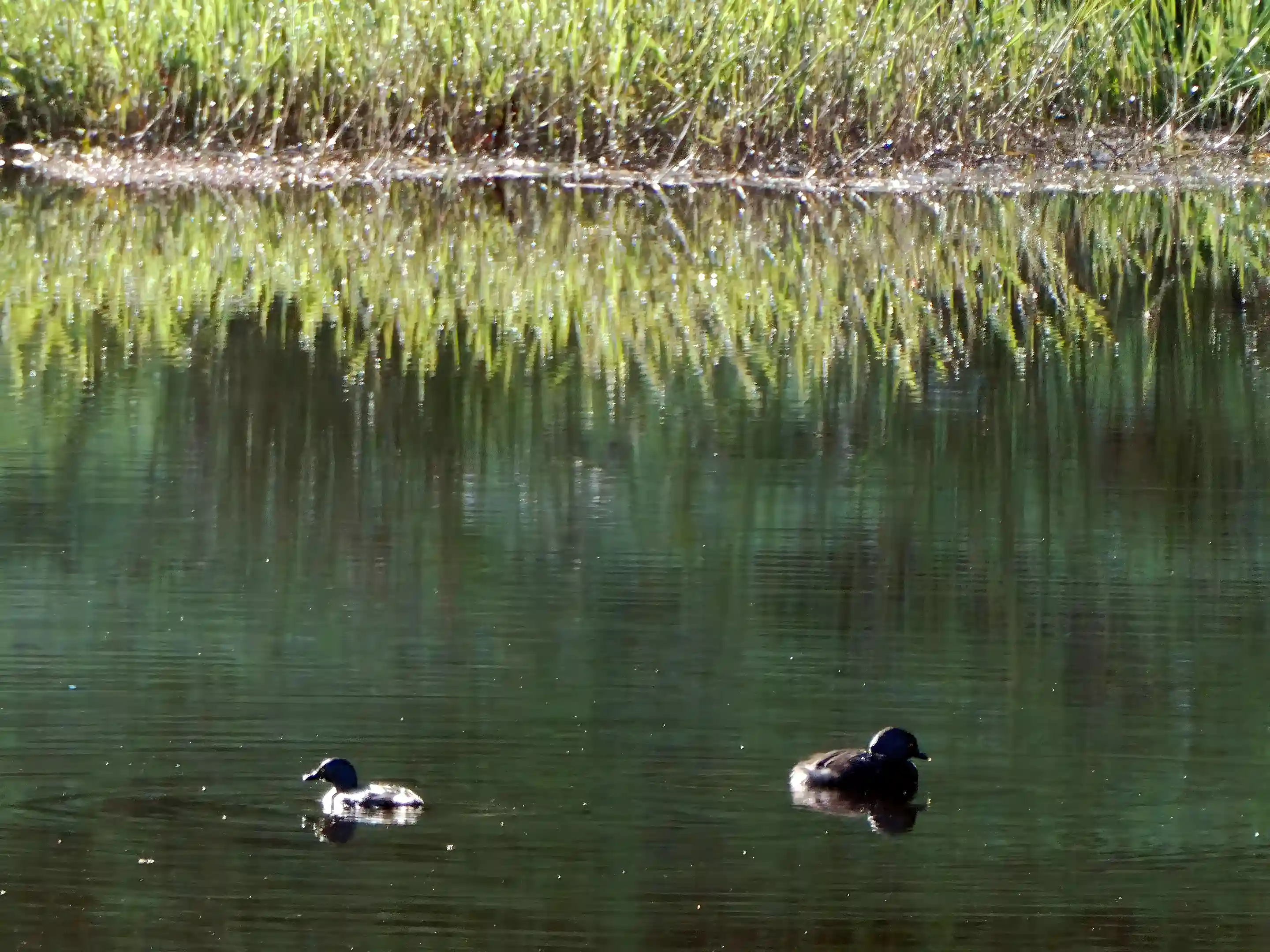 Grebes on the wetland