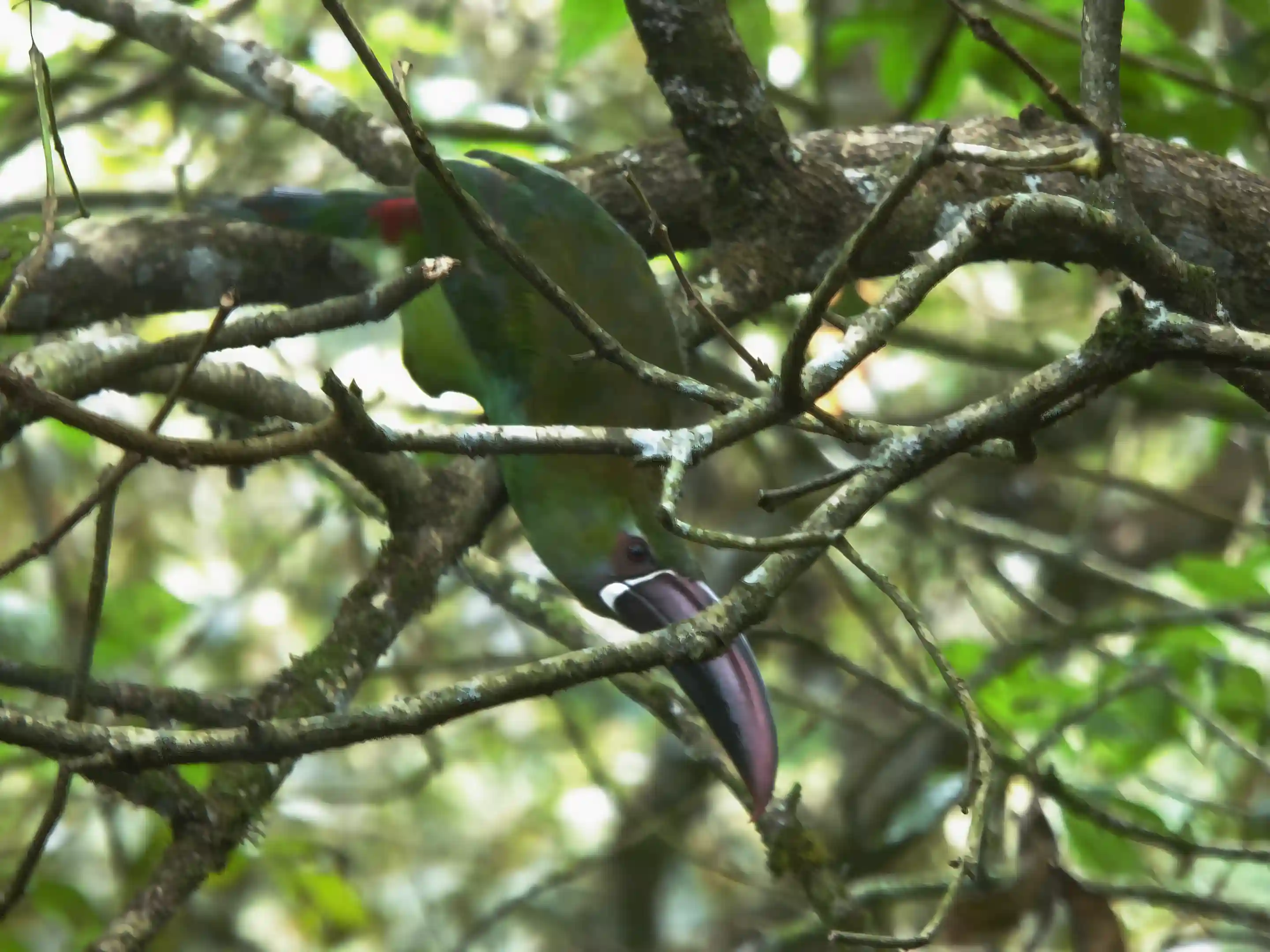 Toucanet in the forest canopy
