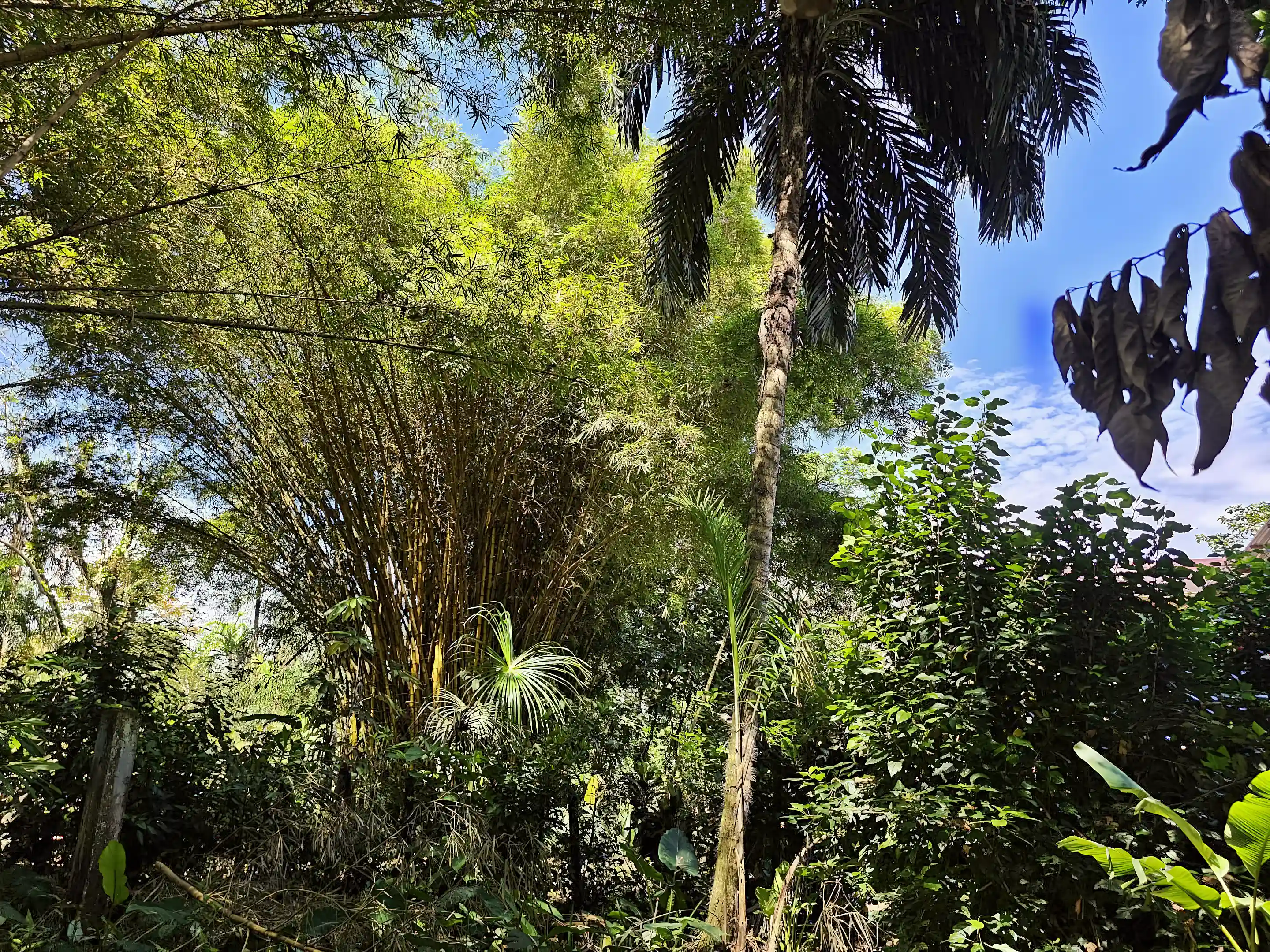 The jungle backyard features mature bamboo and palm trees. When...