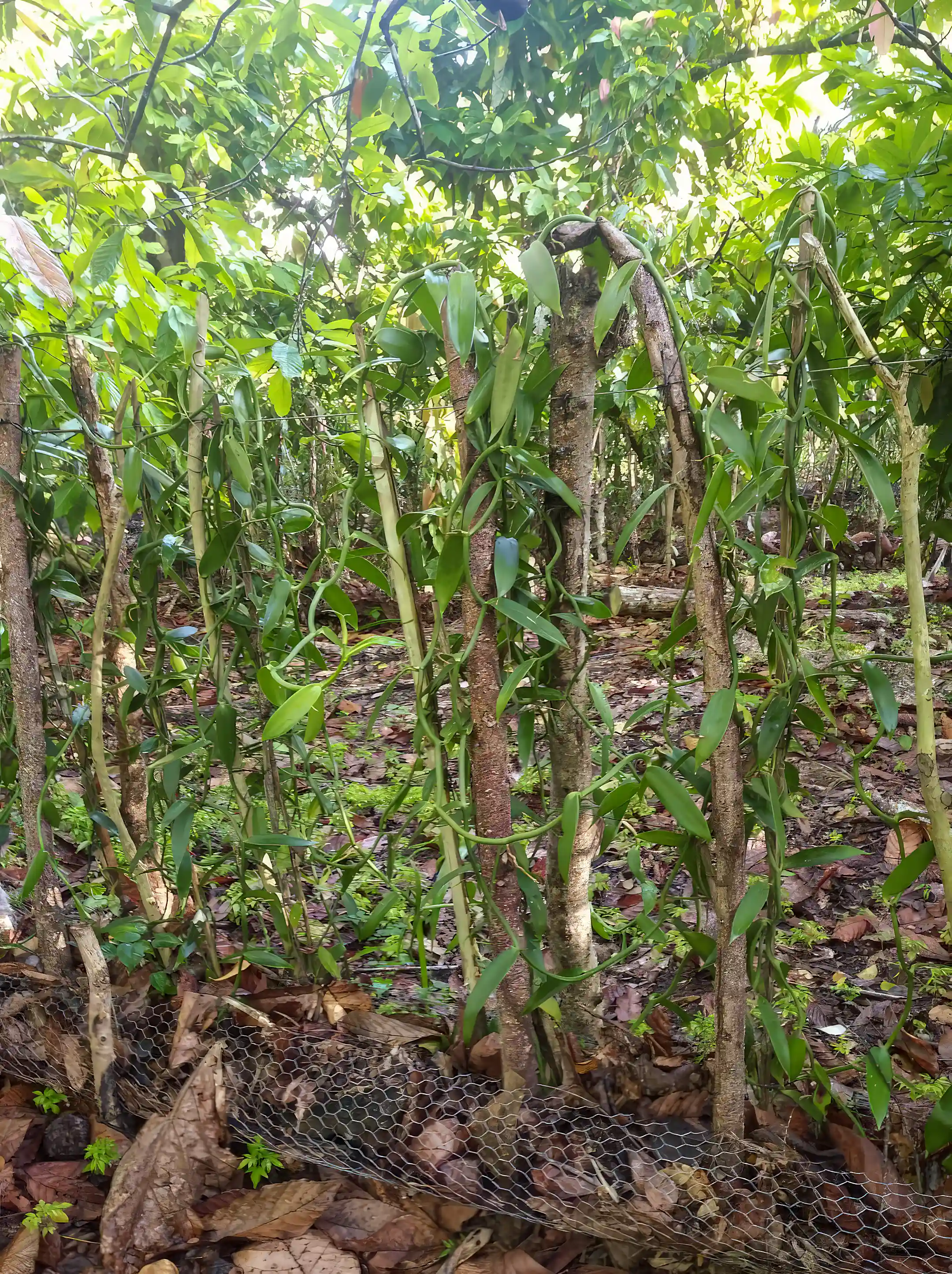 Farm for Sale in El Valle, Hato Mayor, Dominican Republic