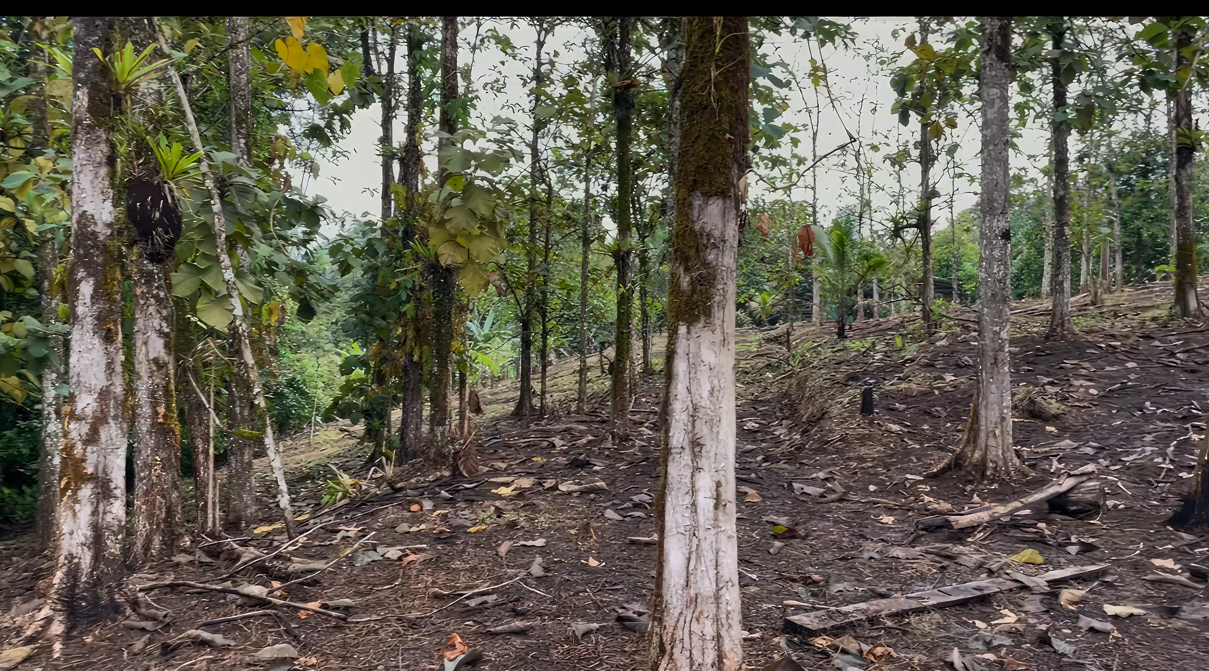 Reforestation Land for Sale and Rent in Main Road, Bocas Del Drago, Isla Colon, Bocas del Toro, Panama