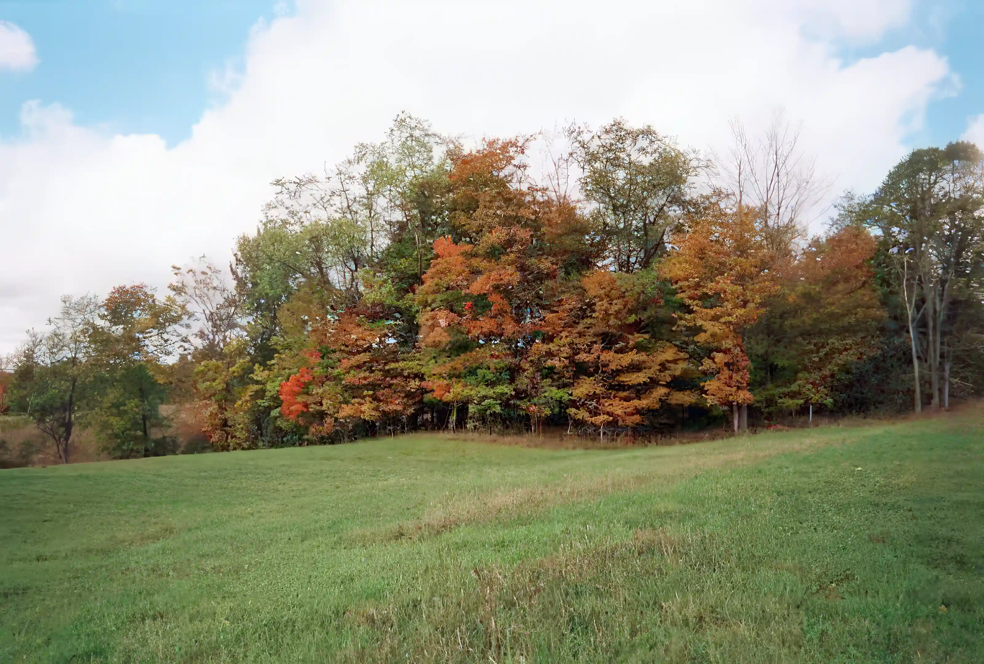 Middle field with hedgerow in fall colors.