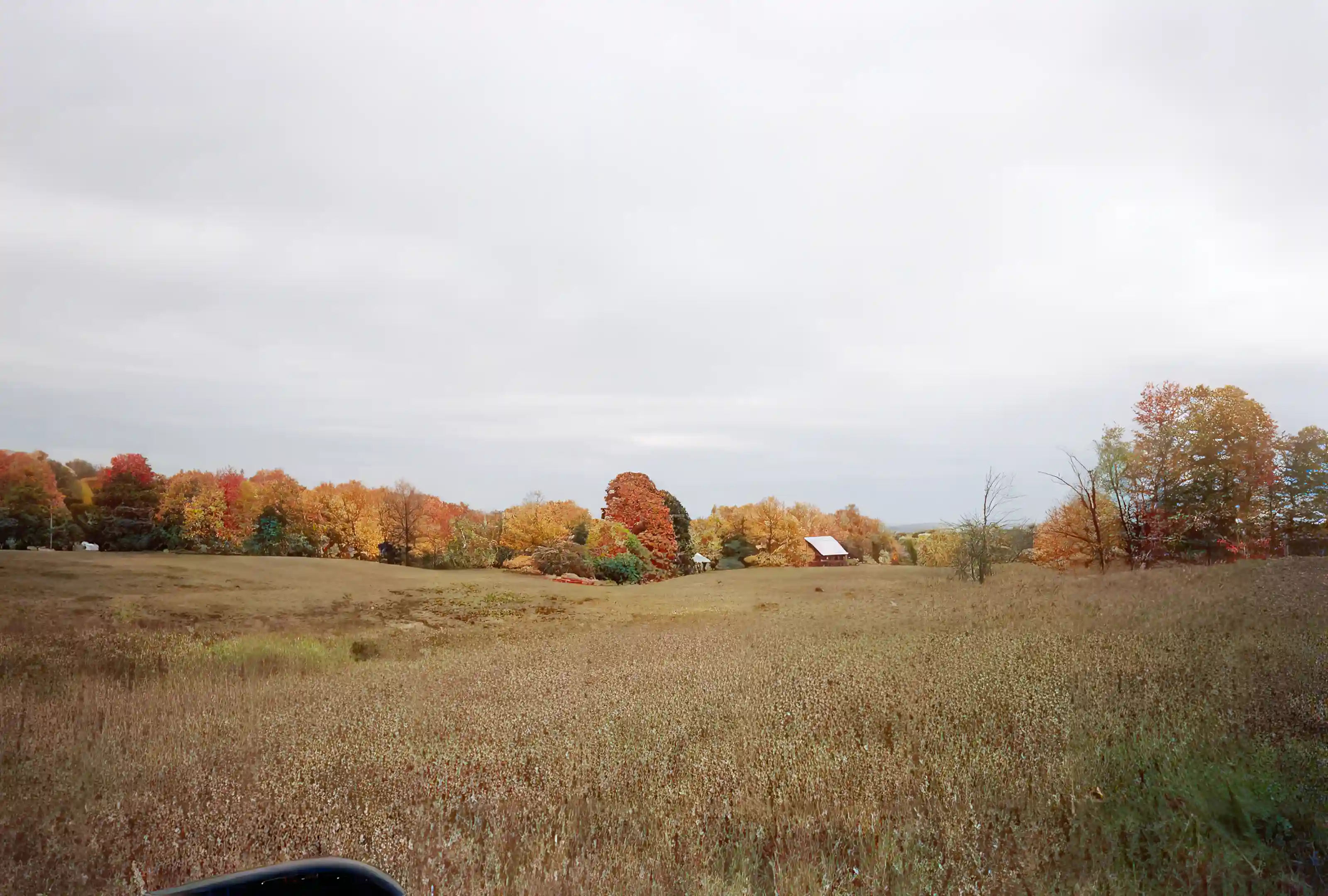 Abandoned Farmland for Sale in Kennedy-Meier Road, Williamstown, New York, USA