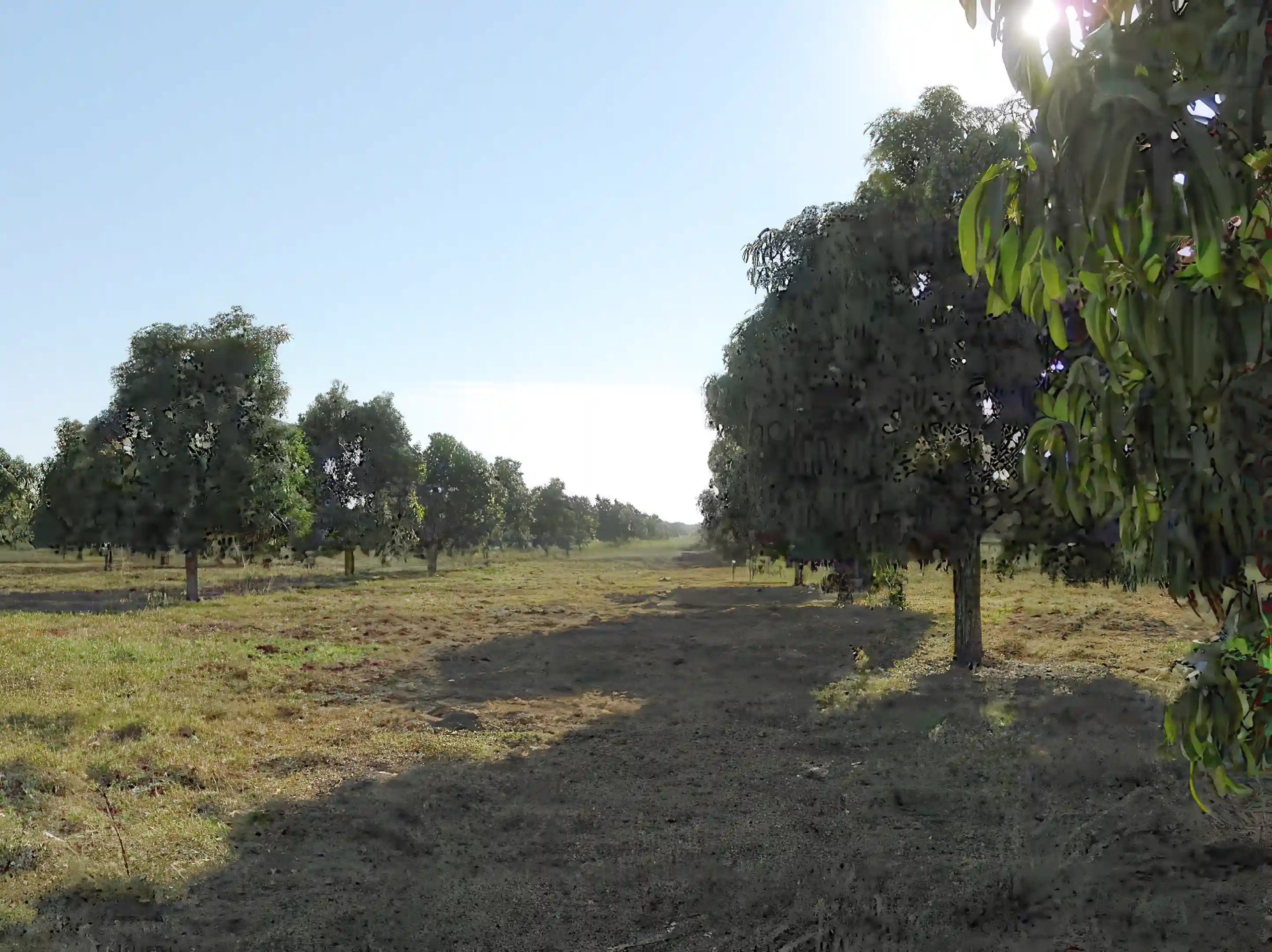 Producing Mango Ranch for Sale in Cuajinicuilapa, Guerrero, Mexico